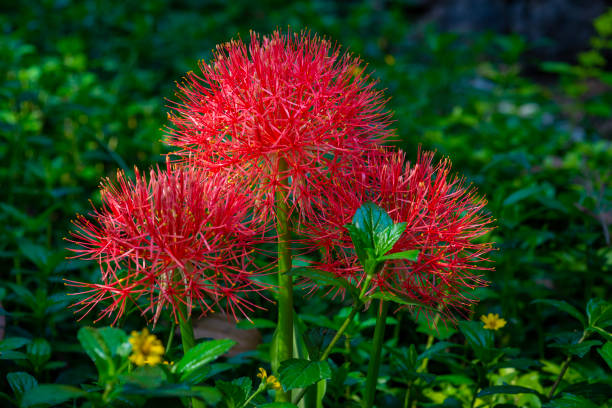 Blood lily red flower and blurred background stock photo