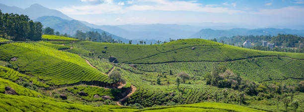 istock Mountains and tea plantations, Kerala, India 1215315505