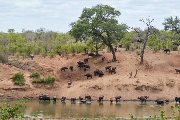 istock Herd of African buffalos at a waterhole 1215317355