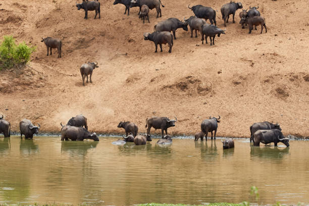 istock Herd of African buffalos at a waterhole 1215317392
