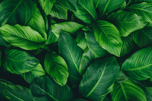green leaves for background and wallpaper