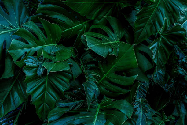 istock green leaves for background and wallpaper 1215318342