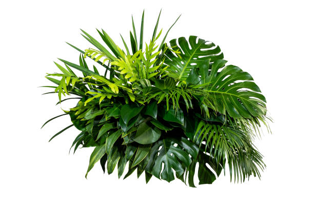 istock green leaves for background and wallpaper 1215318442