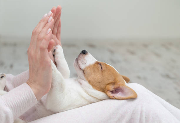 istock Puppy Jack Russell dog sleeping Terier the hands 1215318559