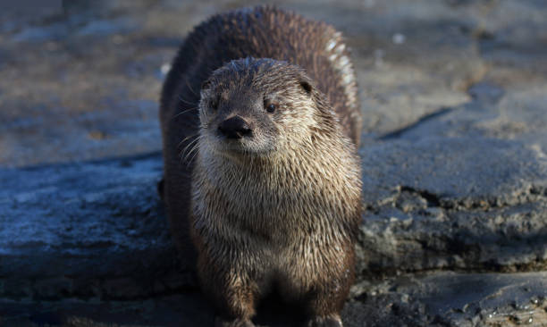 istock cute otter in nature 1215318898