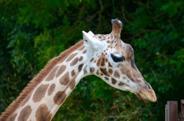 A giraffe at Longleat Safari park stock photo