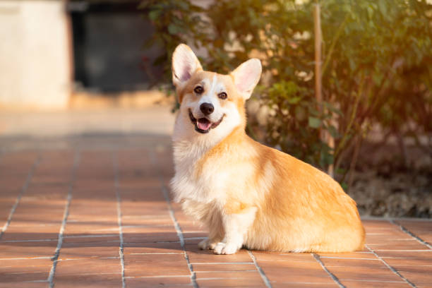 close-up de corgi cão de estimação em dia ensolarado de verão - pembroke welsh corgi - fotografias e filmes do acervo