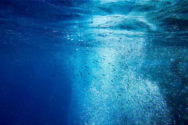 istock Tranquil underwater scene with copy space 1215321275