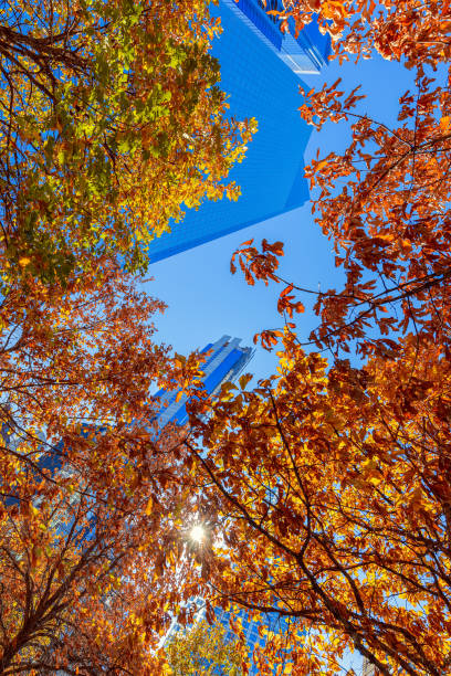 une vue basse d’angle des gratte-ciel par le feuillage des arbres sur une journée ensoleillée d’automne dans le manhattan - cityscape new york city manhattan low angle view photos et images de collection