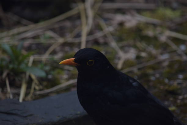istock Blackbird in a garden 1215322663