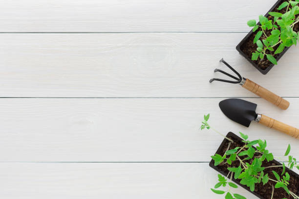 istock Seedlings of tomato in pots 1215322686