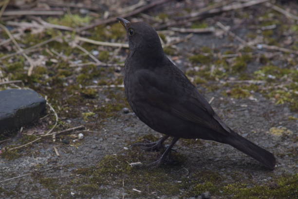 istock Blackbird in a garden 1215322919