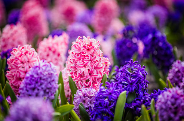 istock Large flower bed with multi-colored hyacinths, traditional easter flowers, flower background, Easter spring background. Close up macro photo, selective focus. Ideal for greeting festive postcard. 1215322955