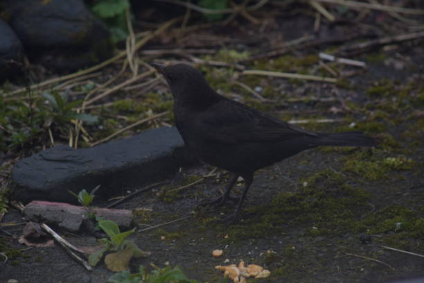istock Blackbird in a garden 1215323122