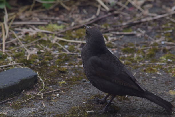 istock Blackbird in a garden 1215323188