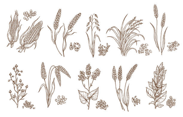 Cereal plant grain and seed isolated sketches Cereal grain and plant isolated sketches of agriculture harvest and food vector design. Seeds of wheat, oat, barley and corn, rice, buckwheat, rye, quinoa and sorghum with ears, maize kernels and husk crop plant illustrations stock illustrations