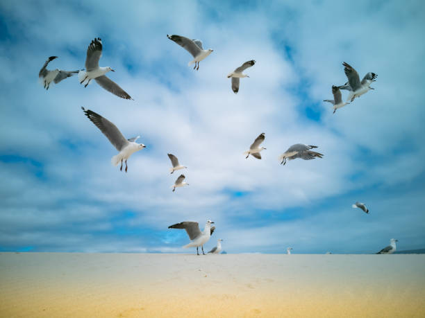 istock Seagulls flying over beach in Africa, Cape Town Table Mountain 1215326127