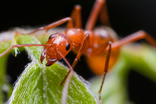 A close up of a red carpenter ant
