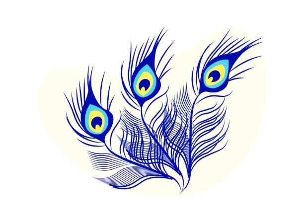 красивые павлиньи перья изолированы на белом. - pattern peacock multi colored decoration stock illustrations