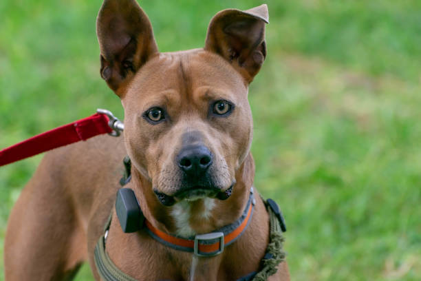 istock Close up of a dog 1215328410