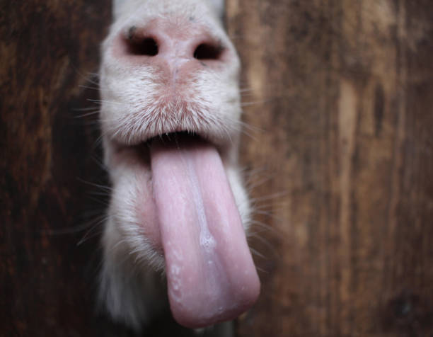 istock white goat sticks its tongue with its muzzle over the fence funny animals 1215329713