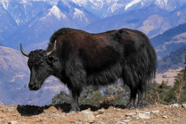 Nepal Yak Animal Black Stock Photos, Pictures & Royalty-Free Images - iStock