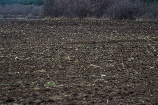 istock Freshly plowed virgin field, natural background with trees on the back, forest, soil for planting, agricultural field, meadow 1215332030
