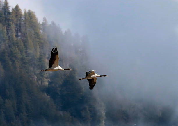 Himalayan Black necked crane Himalayan Black necked crane bhutan stock pictures, royalty-free photos & images
