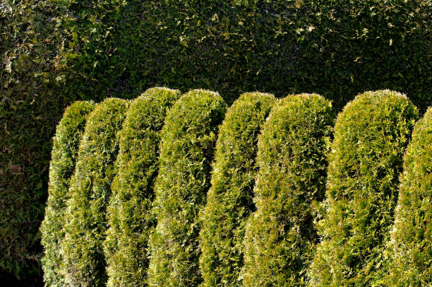 istock trimmed thuja shrubs in a row around a property 1215332286