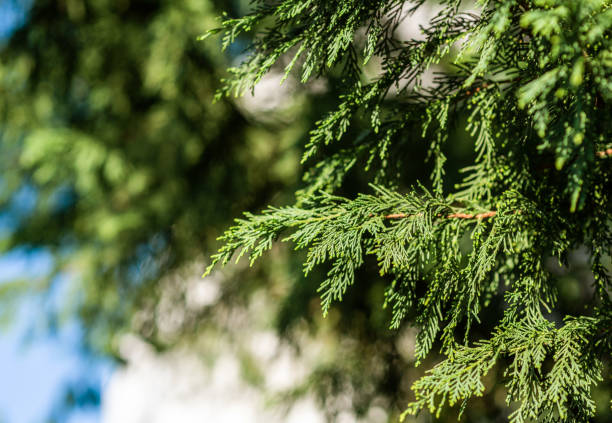 свежая ветвь хвойных деревьев туи в кипарисе cupressaceae - pine tree nature macro needle стоковые фото и изображения