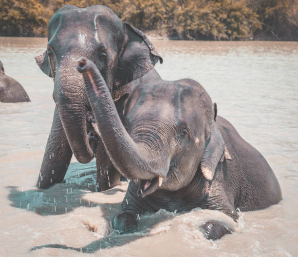 istock Elephant Sanctuary bathing in Isaan in Thailand 1215333298