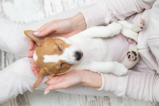 istock Puppy Jack Russell dog sleeping Terier the hands 1215333534