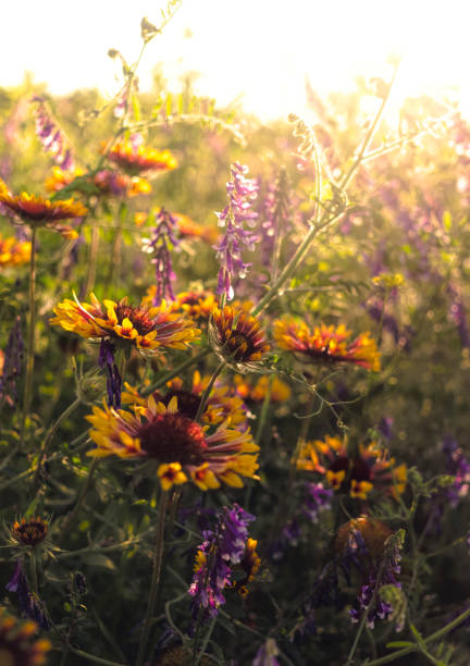 여름 야생화와 햇볕이 잘 드는 초원. 삼위일체의 휴일 엽서 - environmental conservation herb meadow sky 뉴스 사진 이미지