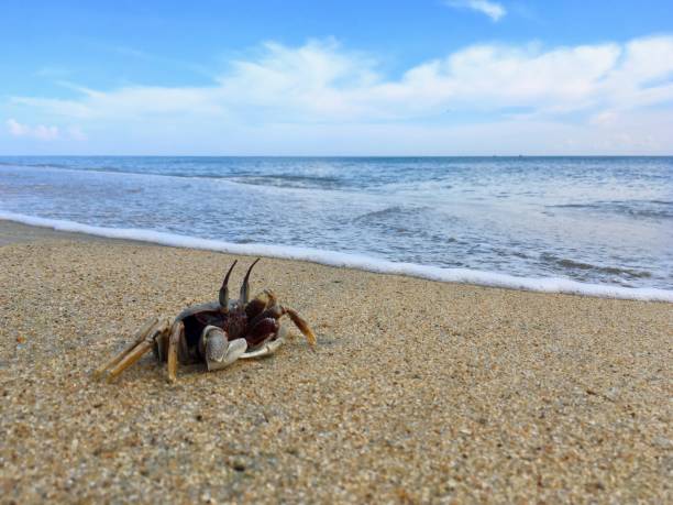 istock Horn-eyed ghost crab 1215336608