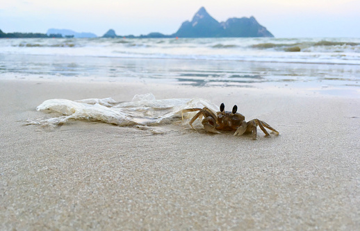 Small purple and red crab on a rock by the ocean