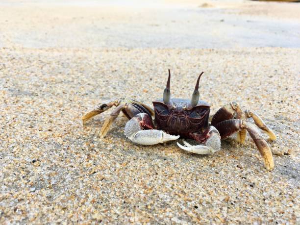 istock Horn-eyed ghost crab 1215336647