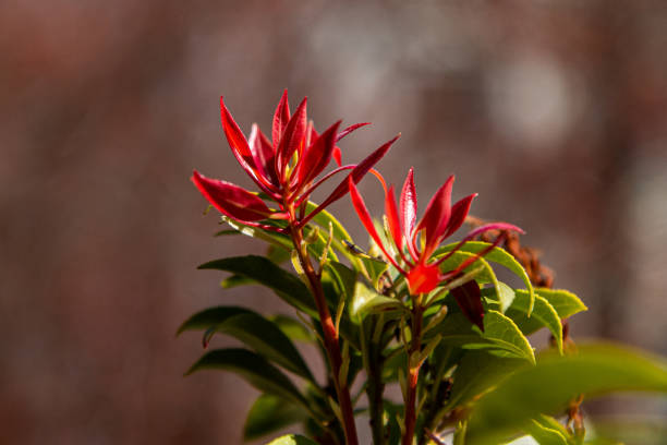 Leaves of the japanes flower on my balcony in Bonn with a blurred and defocused background.