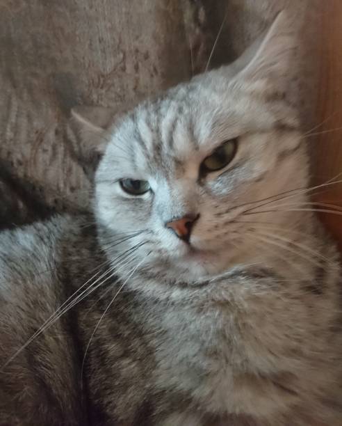 A disgruntled gray cat is looking at the camera.