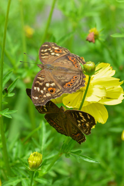 istock Chamomiles daisies macro in summer spring field on background blue sky with sunshine and a flying butterfly, nature panoramic view. Summer natural landscape with copy space. 1215337596