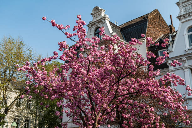 istock Cherry Blossom in Bonn 1215337635