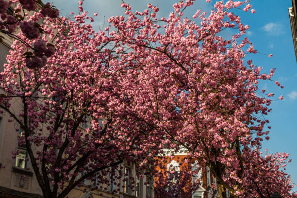 istock Cherry Blossom in Bonn 1215337669