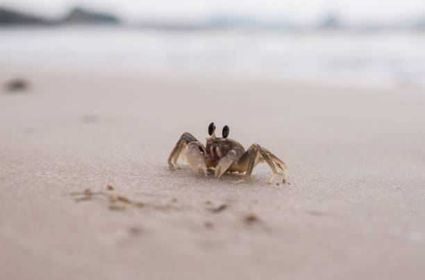 istock Horn eyed ghost crab 1215338950