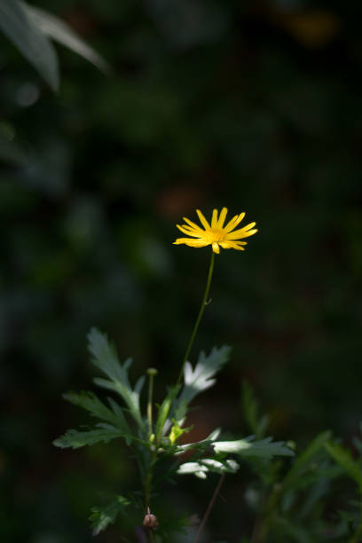 istock African bush daisy, bull’s-eye, Euryops chrysanthemoides, yellow flower with a bug on black background 1215340737