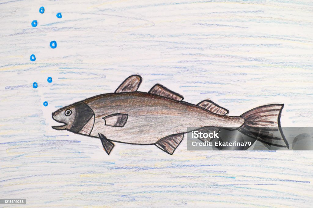 Cod Animal Draw Pencil Hand Drawing Cod Fish Stock Illustration - Download Image Now ...