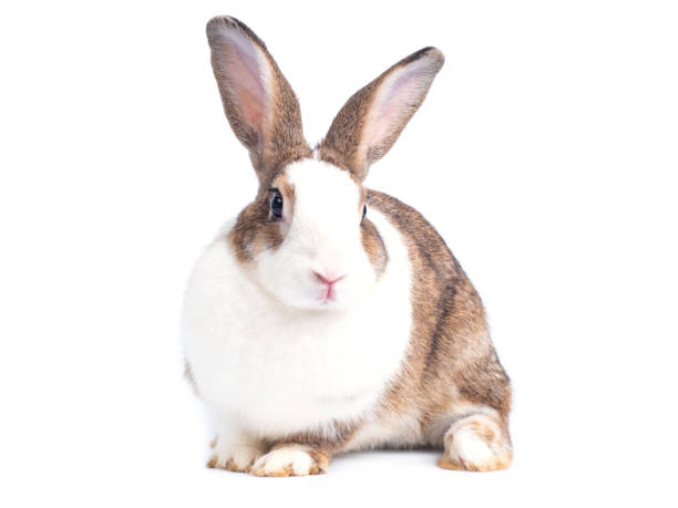 istock Lovely rabbit sitting isolated on white background. 1215341087