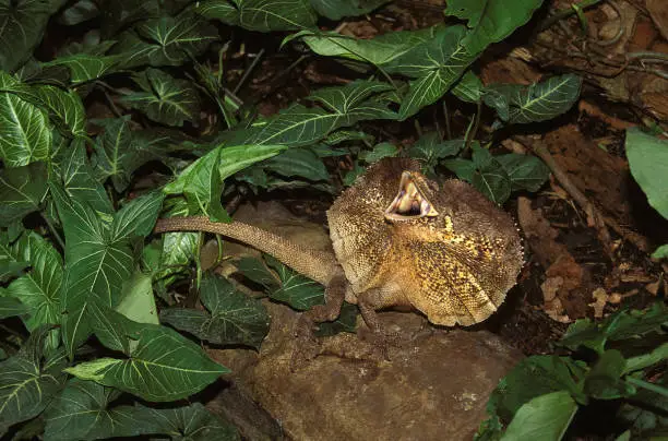 FRILL NECKED LIZARD chlamydosaurus kingii, ADULT WITH FRILL RAISED AND MOUTH OPENED IN DEFENSIVE POSTURE, AUSTRALIA