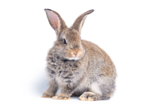 istock Gray cute rabbit sitting isolated on white background. 1215341182