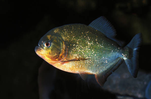 istock RED BELLIED PIRANHA pygocentrus nattereri  . 1215341186