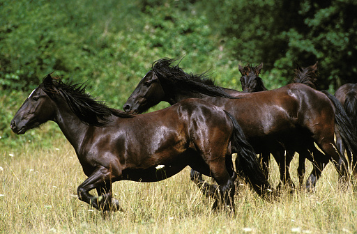 Close-up of herd of free horses in meadow