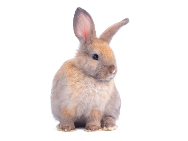 istock Brown cute baby rabbit sitting isolated on white background. 1215341209